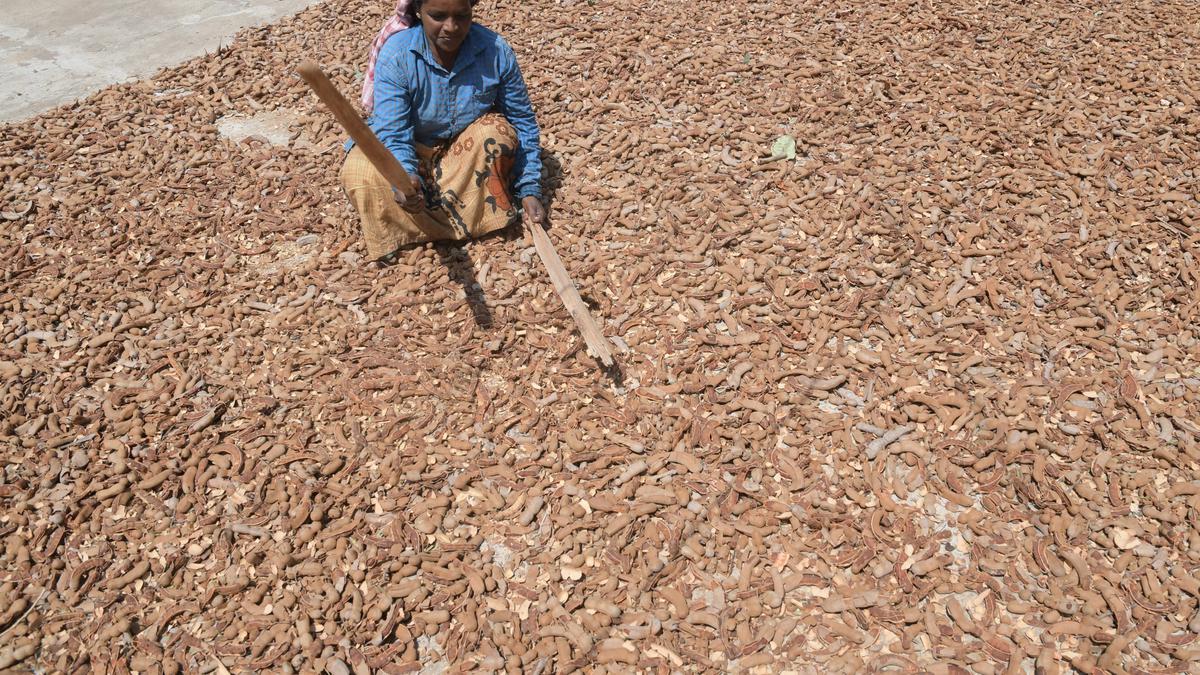 Tomato effect: tamarind prices up, but farmers in Karnataka not a happy lot