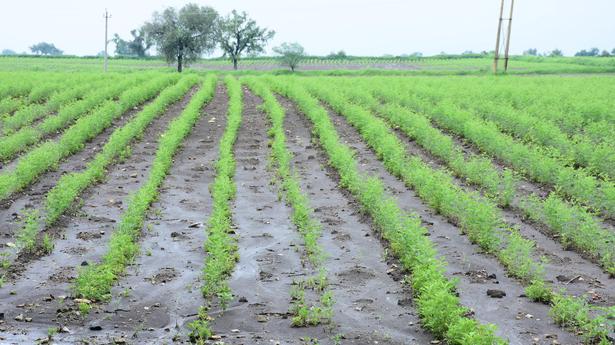 Dry parts of north Karnataka reel under excess, erratic rain