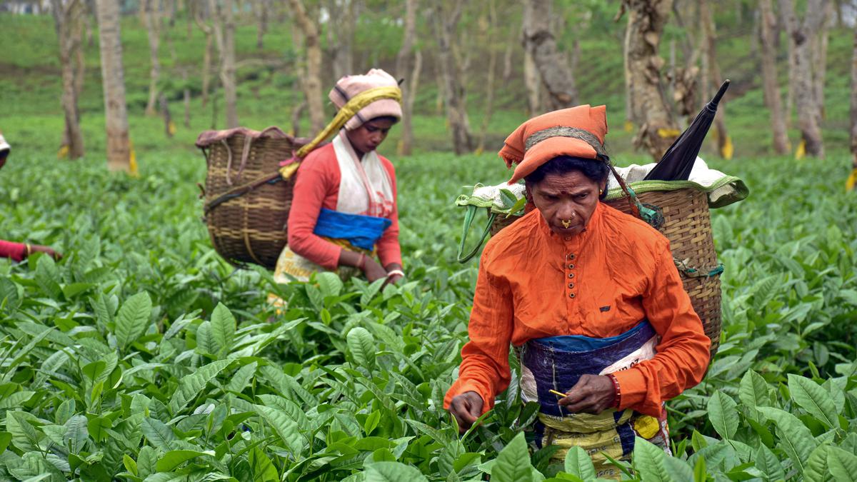 Assam Budget plans bounty for tea workers ahead of 2024 Lok Sabha polls