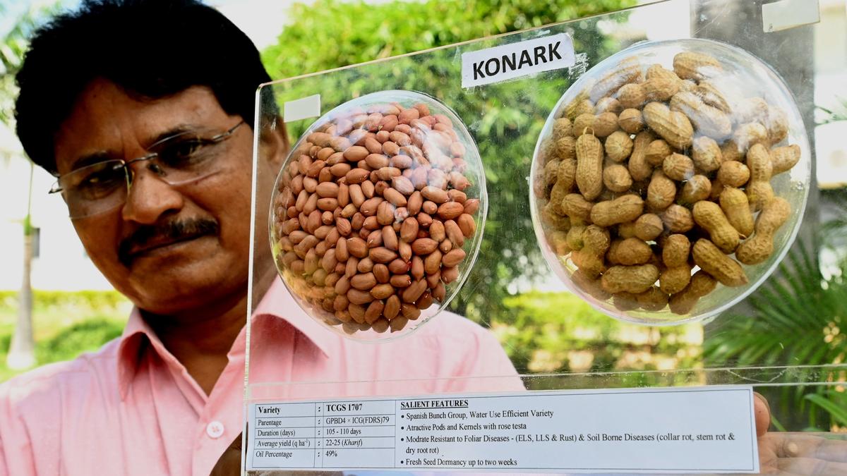 Ayollarning mushuklarini stollarga surtishlarini tomosha qiling