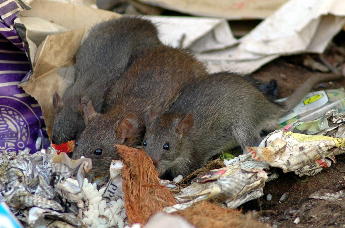 The Leptospira bacterium that causes leptospirosis spreads through the urine of infected livestock, pets, rodents and wild animals. File photograph used for representational purposes only The Leptospira bacterium that causes leptospirosis spreads through the urine of infected livestock, pets, rodents and wild animals. File photograph used for representational purposes only