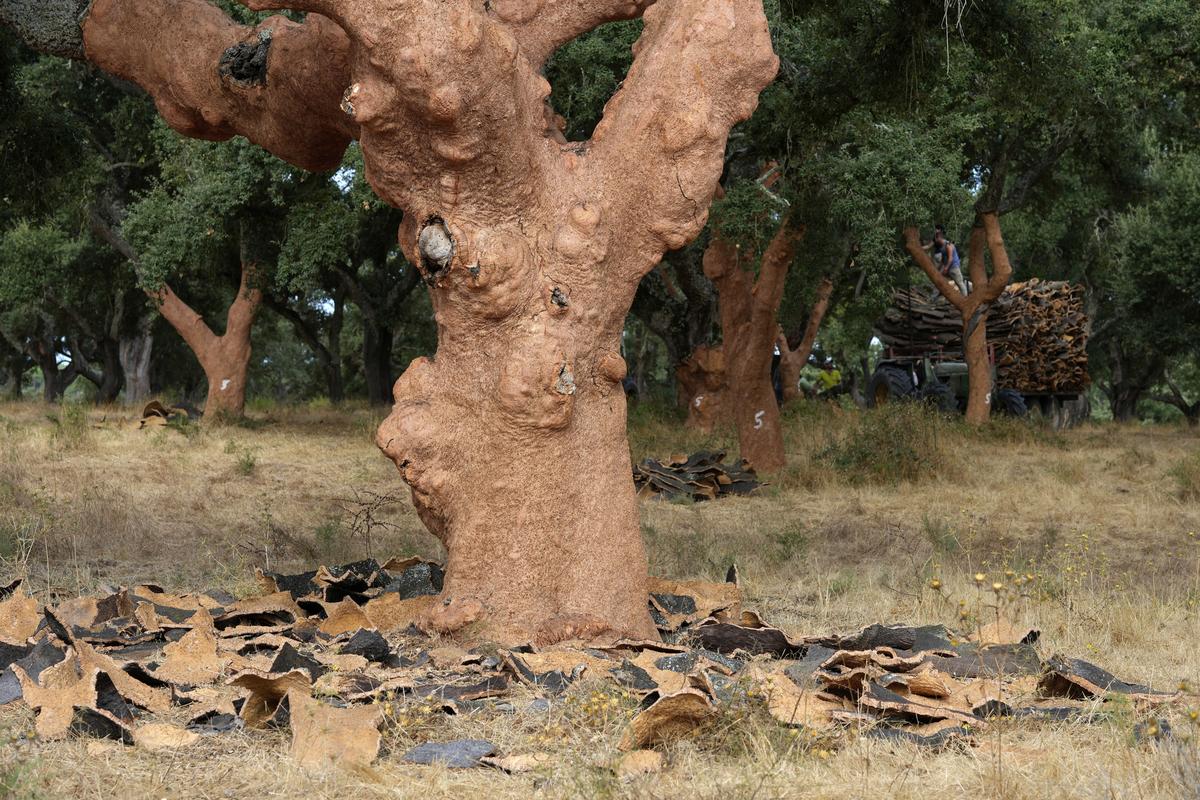 Slabs of bark lie scattered around a cork tree just after being peeled off the tree, in Rio Frio, Portugal, Thursday, Aug. 28, 2025. Slabs of bark lie scattered around a cork tree just after being peeled off the tree, in Rio Frio, Portugal, Thursday, Aug. 28, 2025.