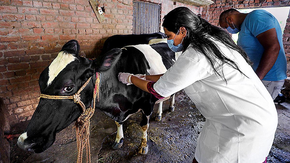 Shortage of veterinary doctors and staff affects medical services for