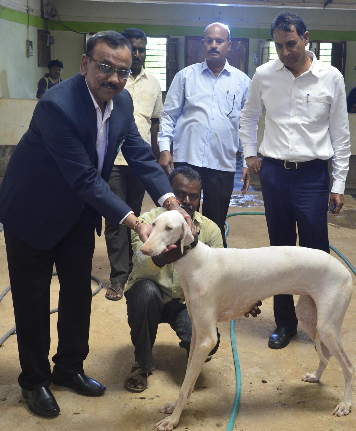 Karnataka's own Mudhol hound officially recognised as native ...