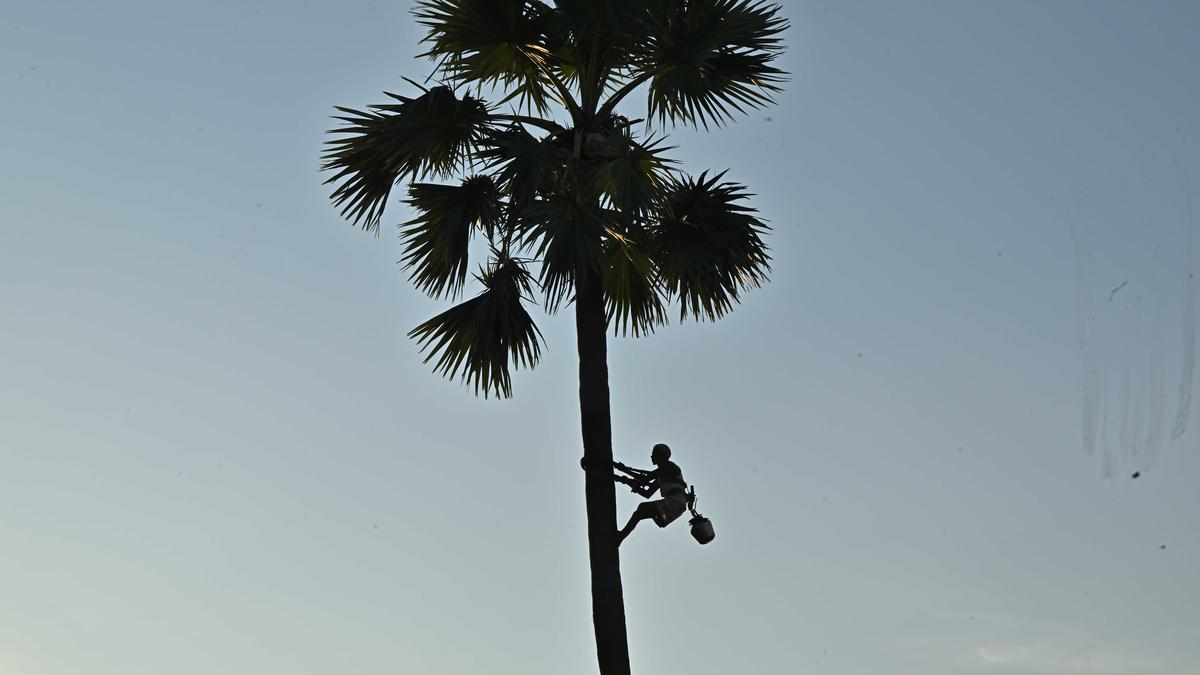 A.P. govt. likely to cut liquor shop licence fee by 50% for toddy tappers