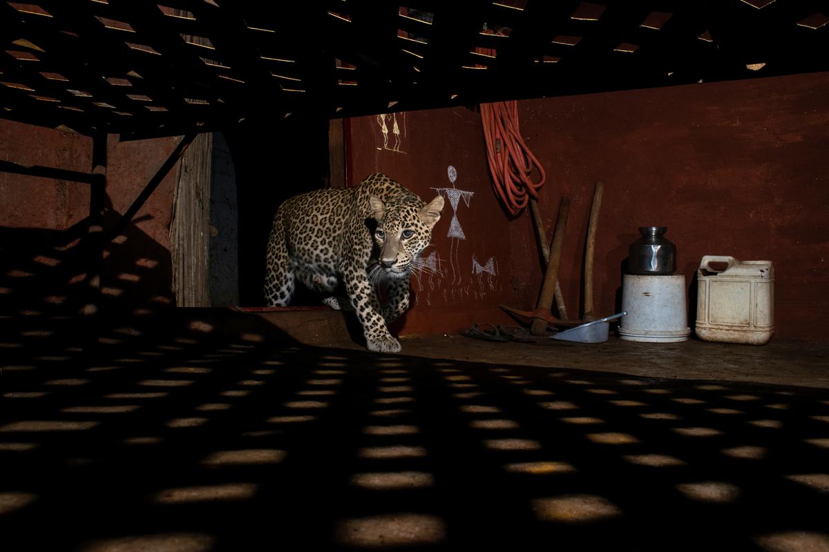  The camera trap image portrays the peaceful coexistence of leopards with humans in Mumbai’s Aarey Colony. The felids reside in the adjacent Sanjay Gandhi National Park and often visit the neighbouring areas in search of prey. Here, a lactating leopardess seeks refuge from the rains in an abandoned house located within a village of the Warli community. 