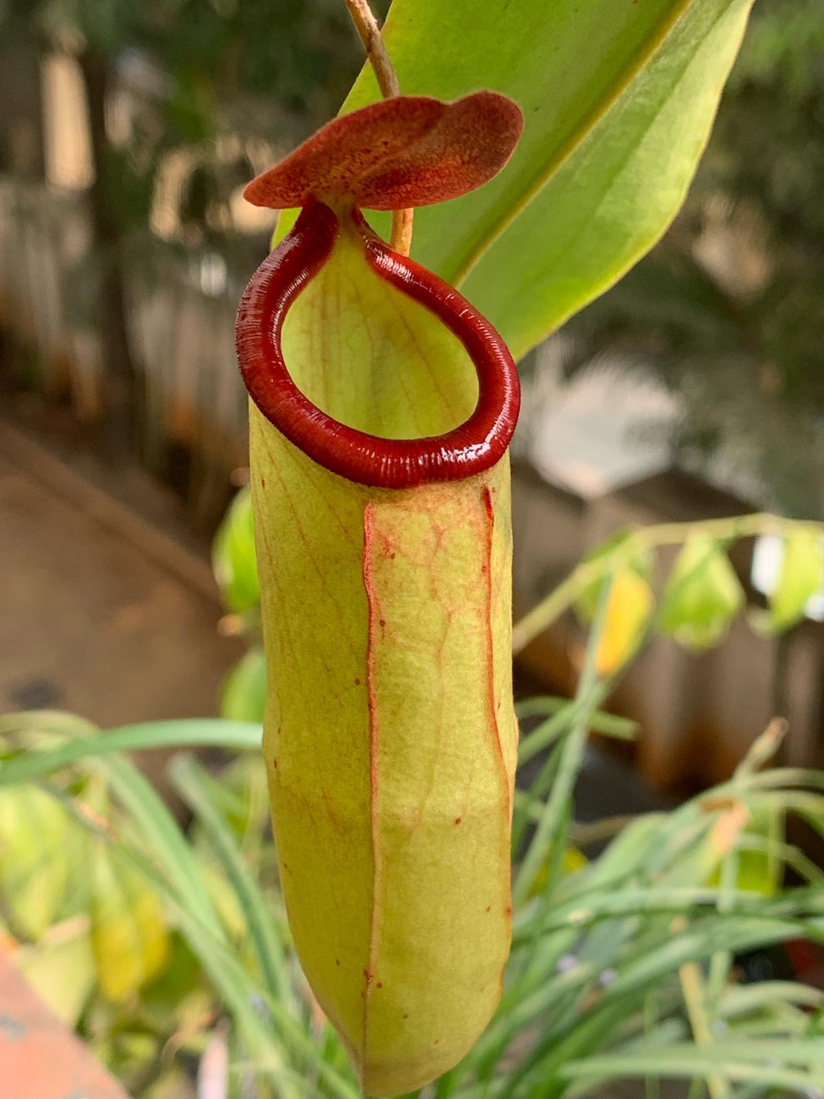 Nepenthes