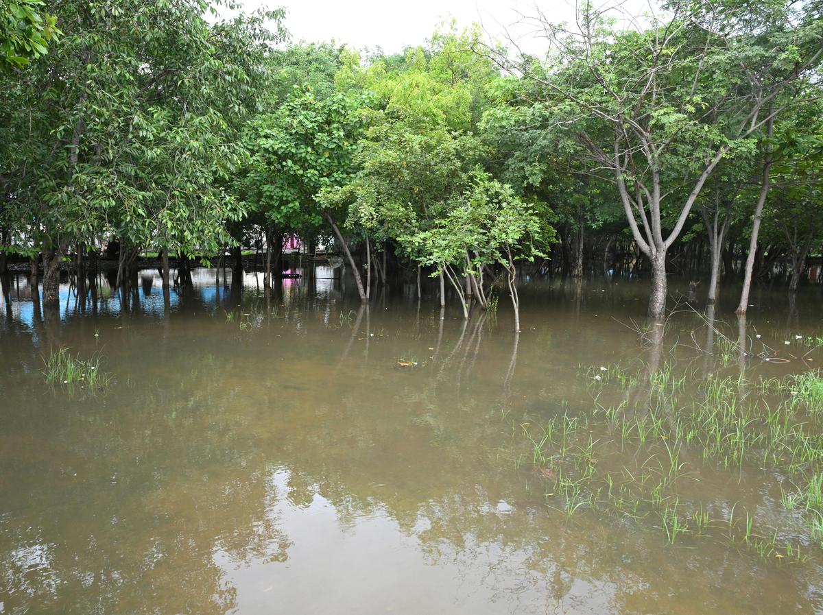 Waterlogging at Pusumpon Nagar Miyawaki in Thoothukudi on Sunday. 