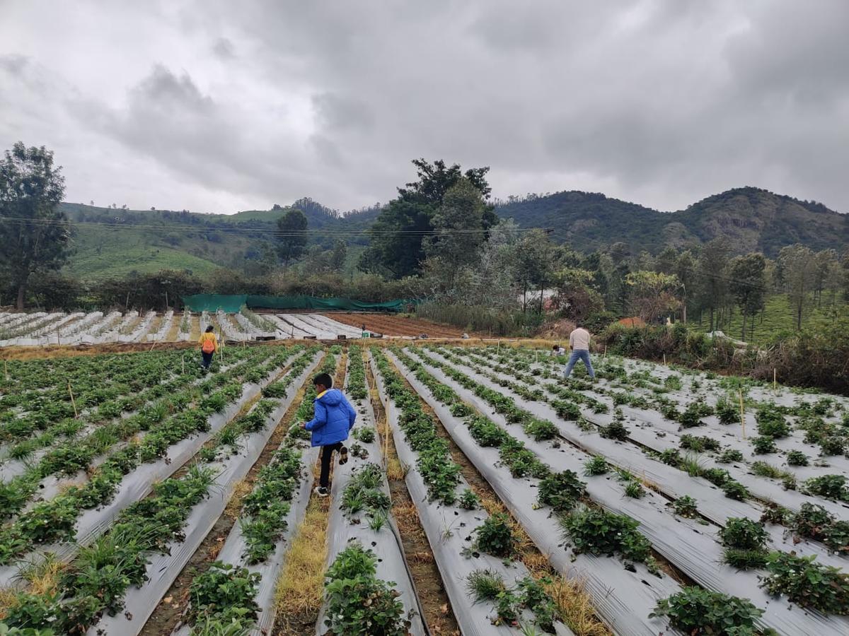 Strawberry farms 