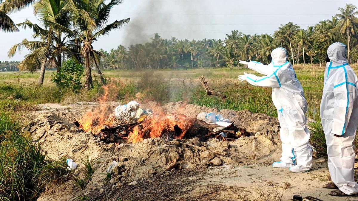 Bird flu: culling of birds begins in Alappuzha - The Hindu