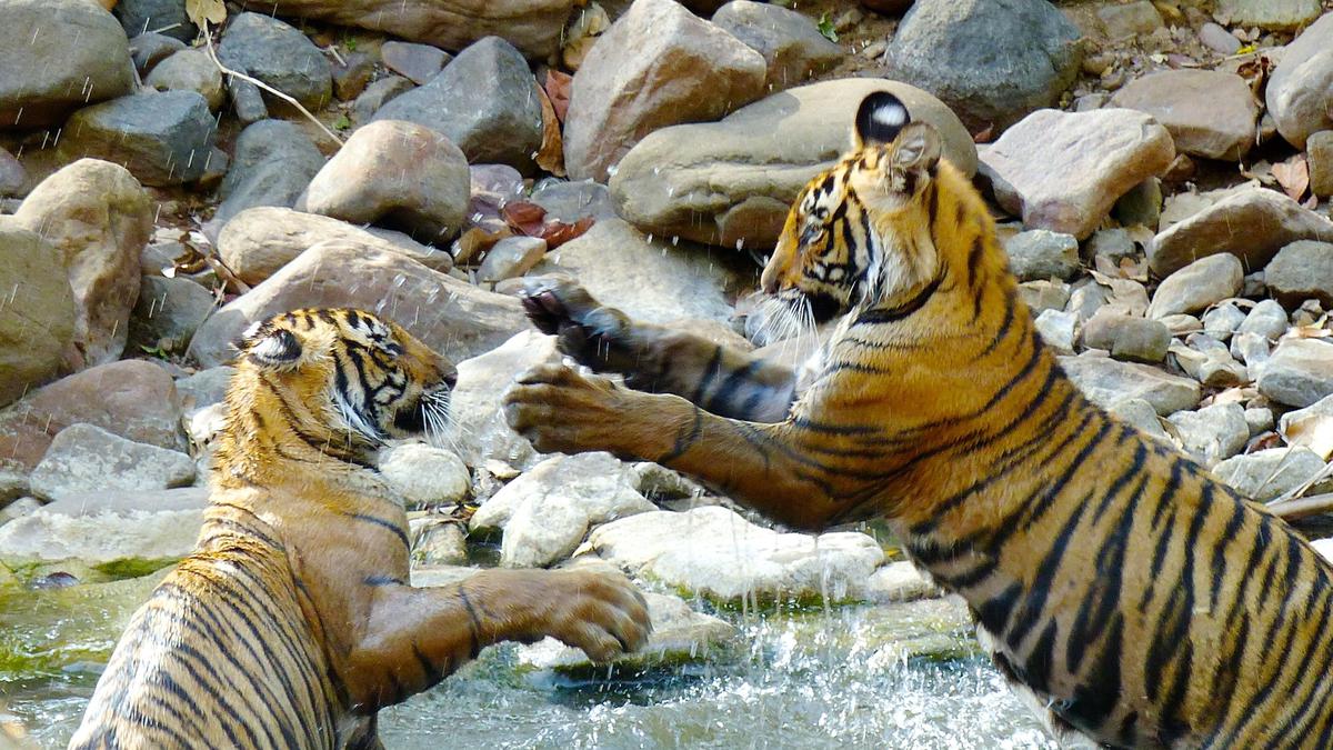 Karnataka Forest Department official accused of possessing tiger claw