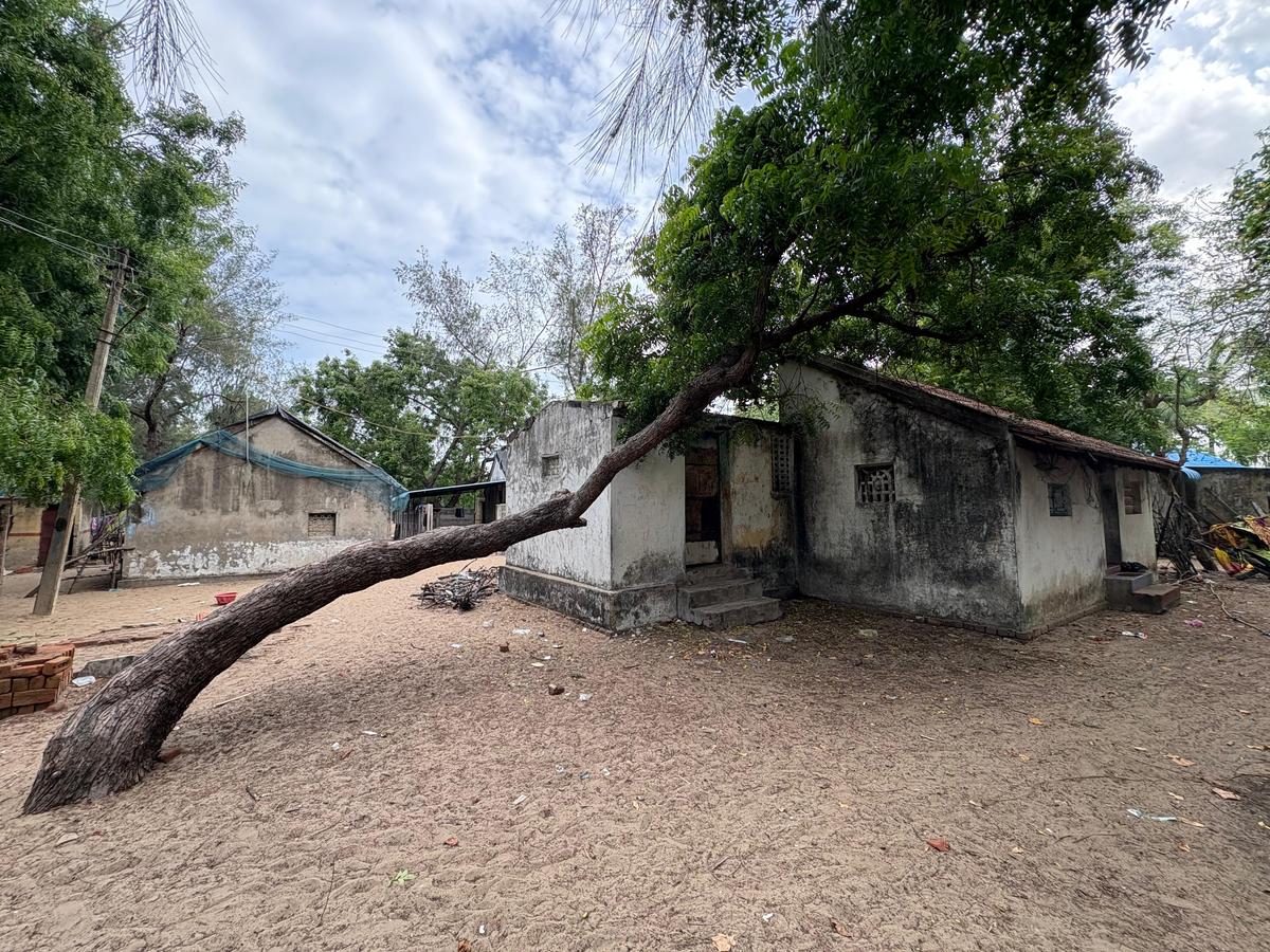 A neem tree looms close to a house at Chinna Kottaimedu village, Thandavankulam panchayat. A neem tree looms close to a house at Chinna Kottaimedu village, Thandavankulam panchayat.