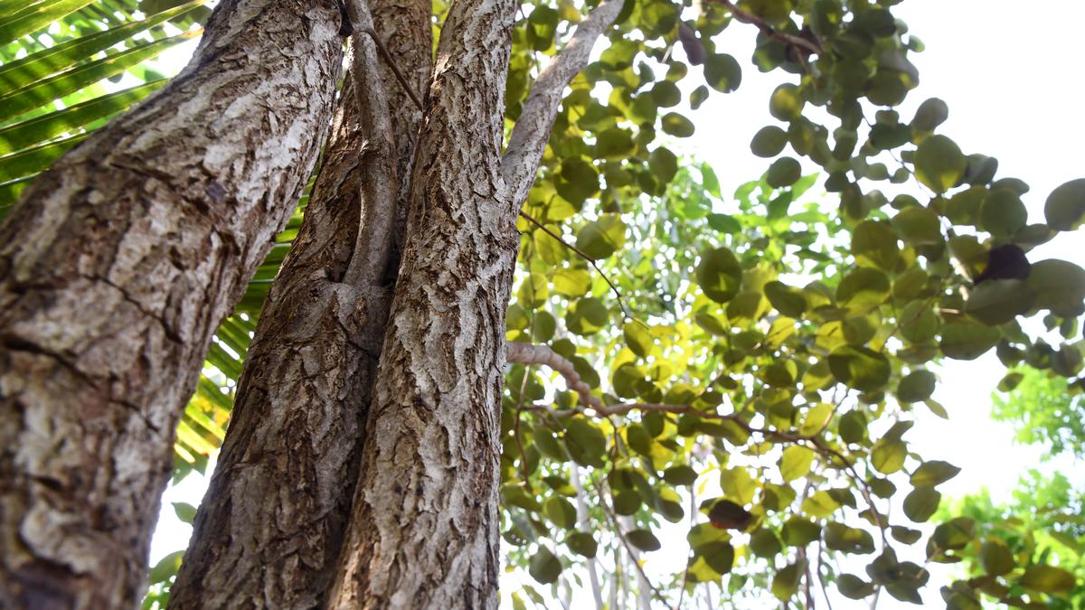 Sprouting a sandalwood sapling
Premium