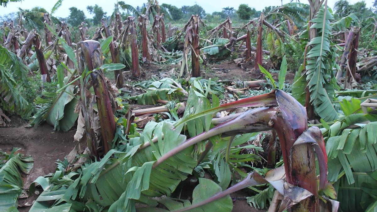 Gale destroys standing plantain crop in Theni and Dindigul districts: farmer, two milch animals killed near Andipatti