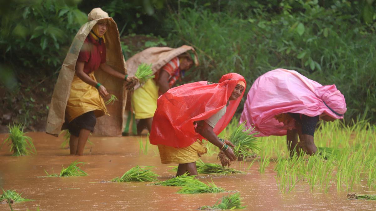 Price of rice rises by 15% due to erratic rainfall in Karnataka, hike in MSP