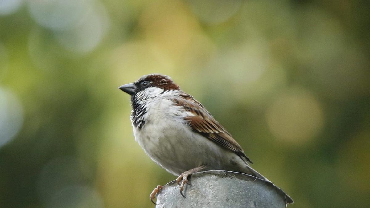 Wild cities: The secret lives of urban lizards, frogs, birds and insects
