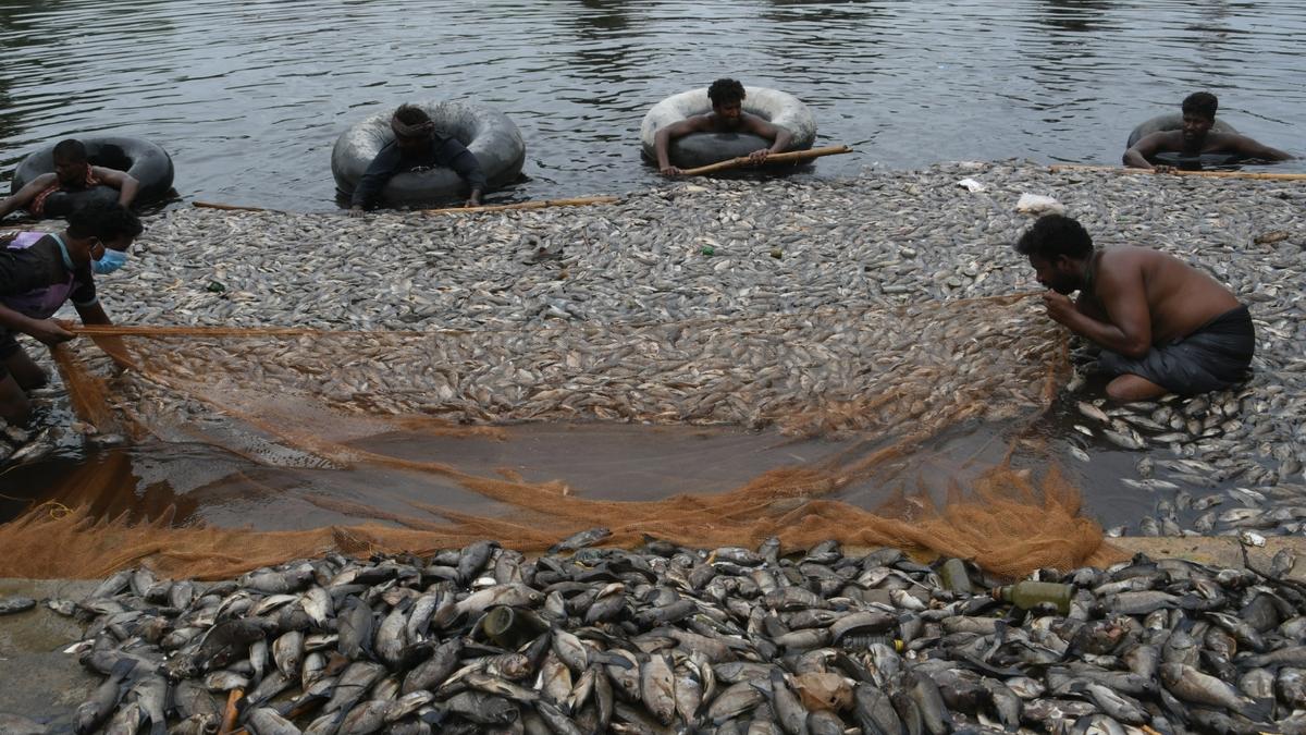 Mass death of fish in tank near temple