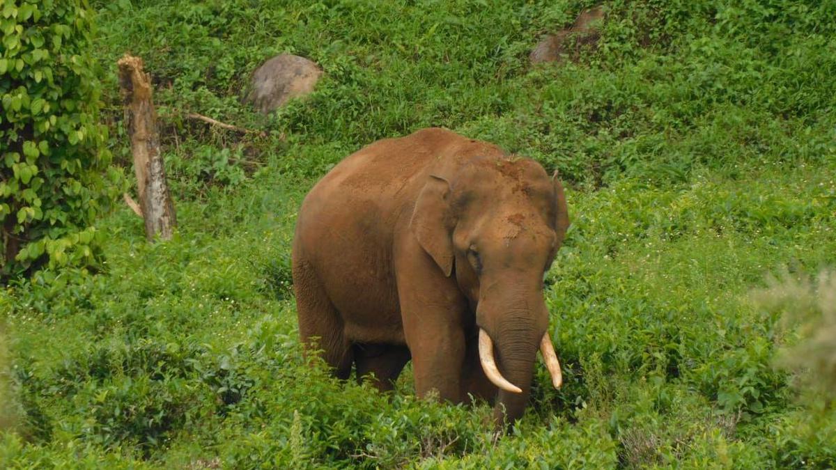 An elephant turned villain named Radhakrishnan