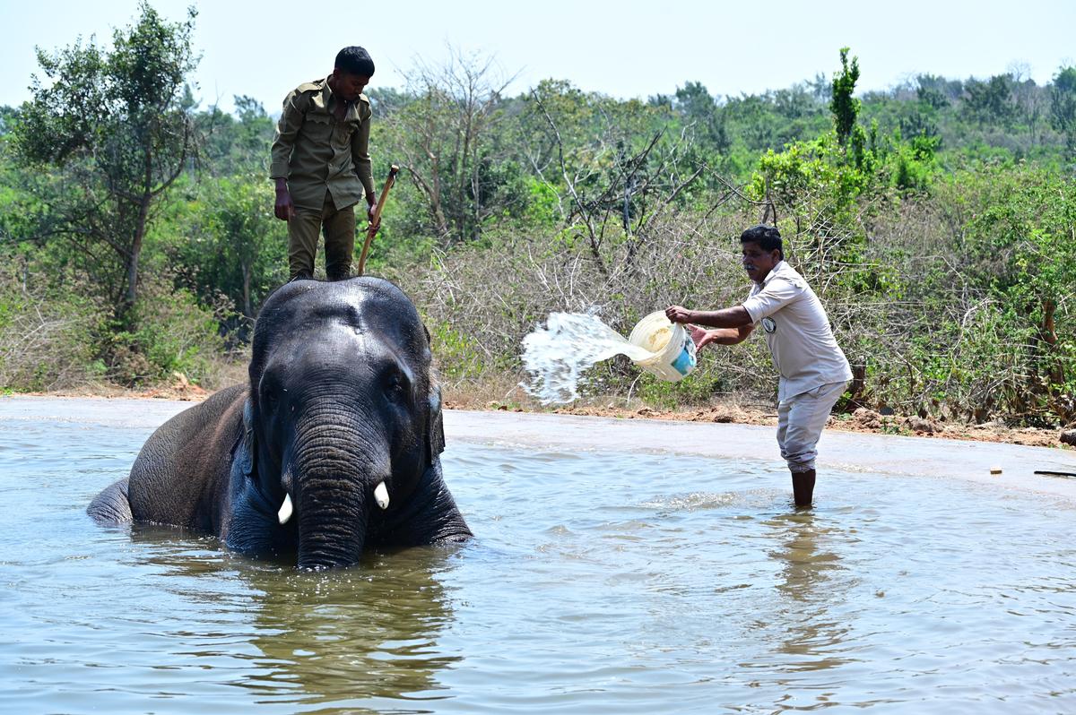 Mahout and his Kavadi giving a bath to Kumki elephant Krishna at Palamaner camp.