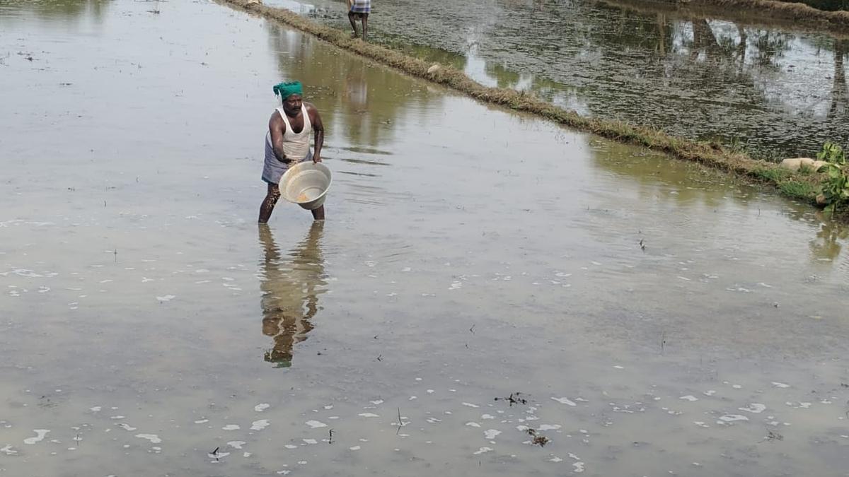 Samba cultivation expected to cover 4,500 hectares in Karaikal district