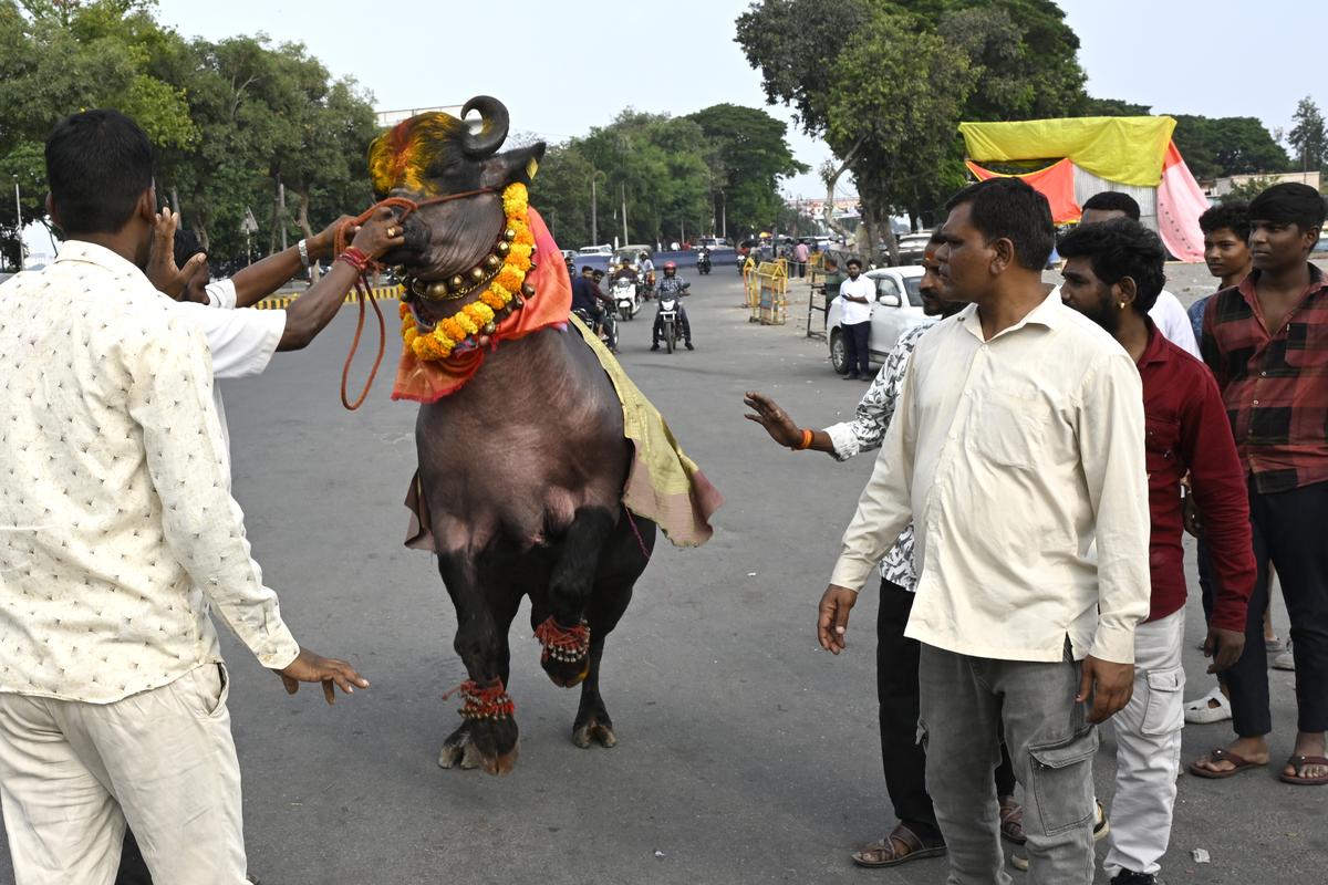 Yadav community members participate with buffalo during the Sadar festival in Hyderabad on Friday (November 1, 2024). Yadav community members participate with buffalo during the Sadar festival in Hyderabad on Friday (November 1, 2024).