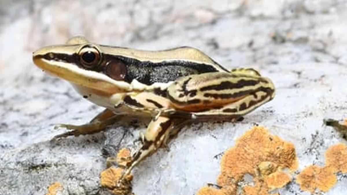 Sri Lankan golden-backed frog rediscovered after 200 years in India at Koundinya Wildlife Sanctuary