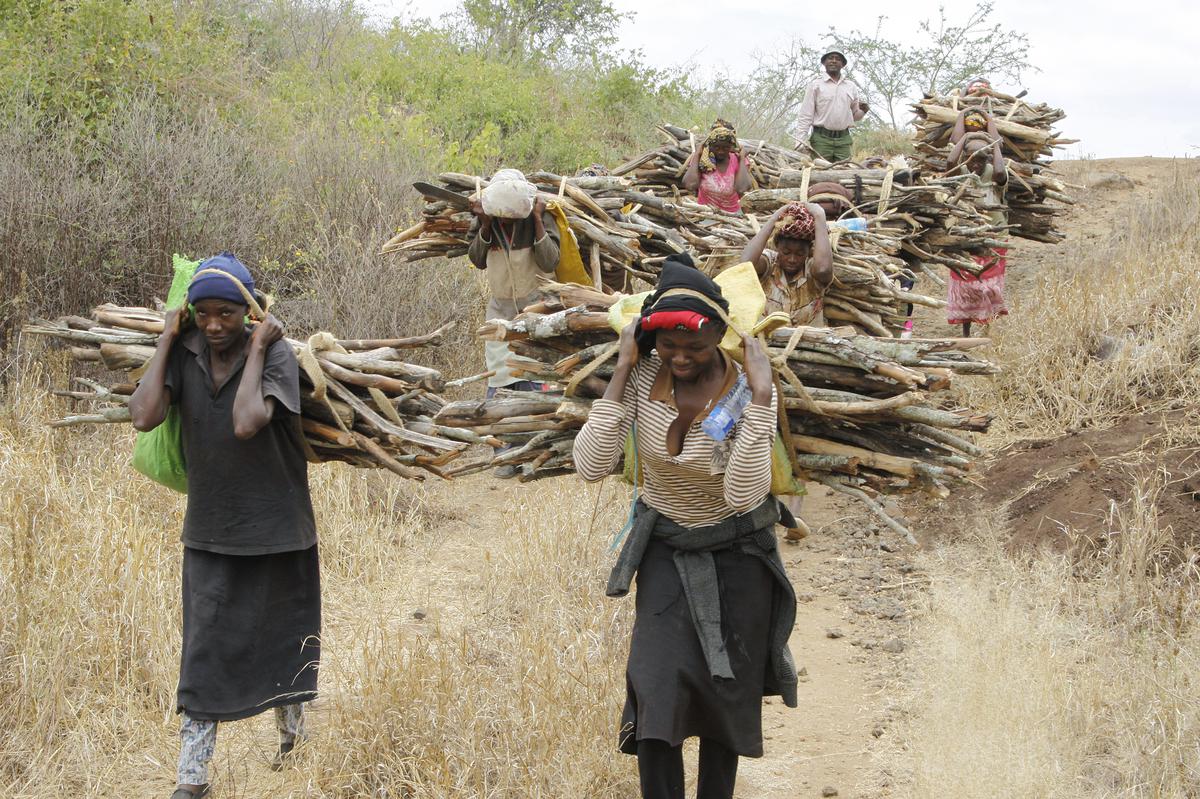 Kenya's President lifts 6-year logging ban to create jobs; environmentalists'  concerned - The Hindu