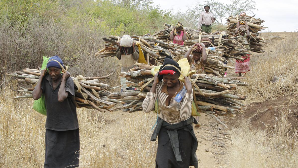 Kenya’s President lifts 6-year logging ban to create jobs; environmentalists’ concerned