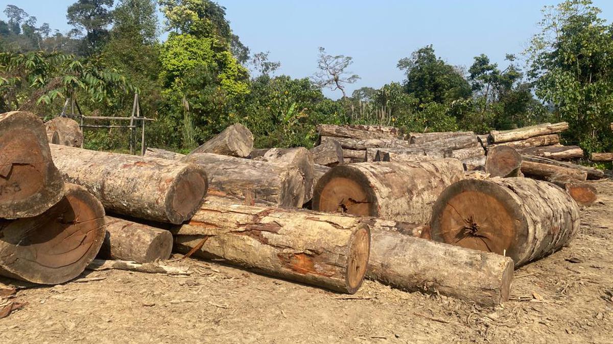 Tiger helps uncover timber ‘depots’ in Arunachal national park 