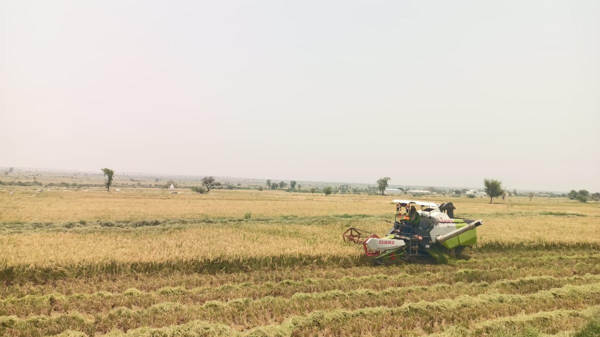 Paddy harvesting picks up in Yadgir