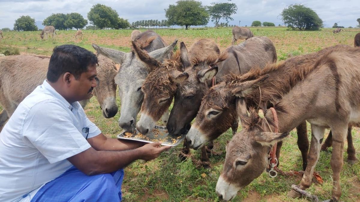 From soaps to lip balms: How demand for donkey milk has kicked off a farming revolution in Tiruchi district