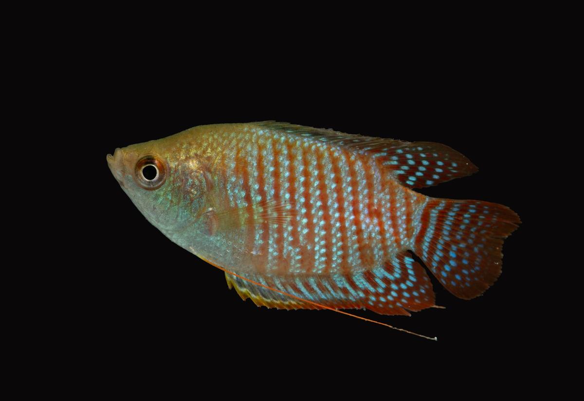 Truchogaster laliu. Fotografické kredity: Zvláštní ujednání Truchogaster laliu. Fotografické kredity: Zvláštní ujednání