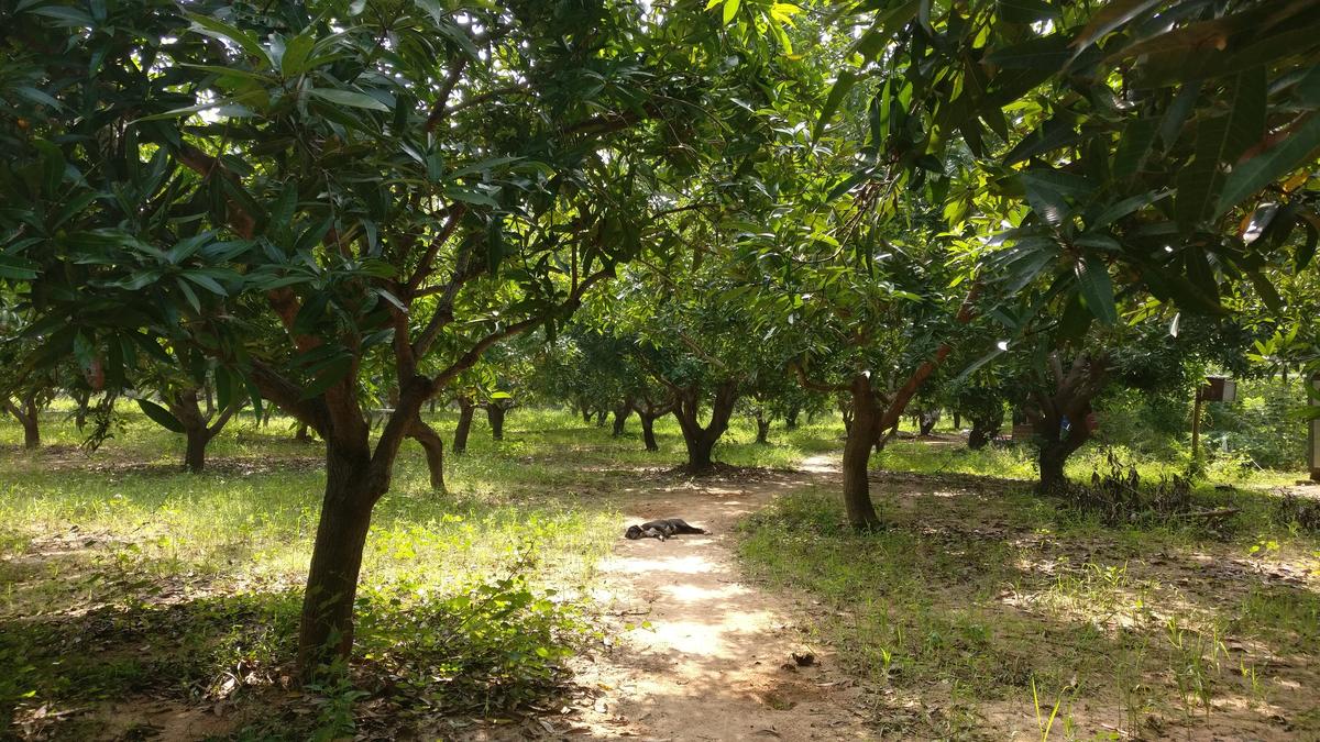 Ponfarm Orgânico