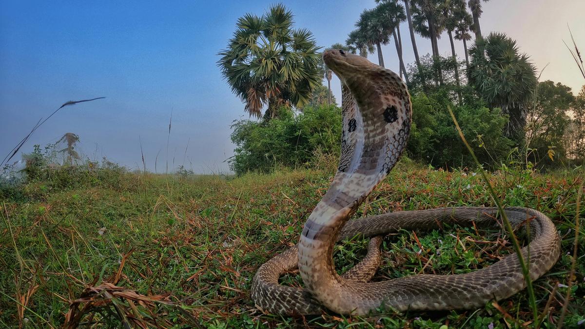 Study finds climate change could drive new snakebite hotspots in India