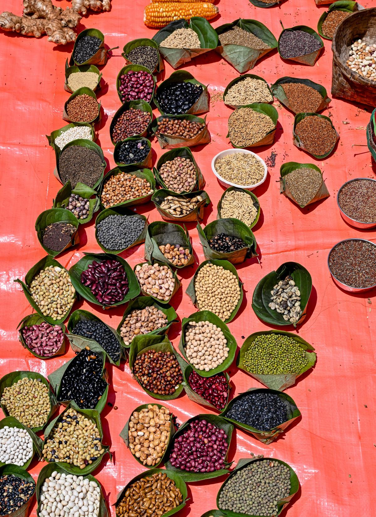 Native seed varieties being displayed by seed savers at Gasaba village in the Eastern Ghats of Andhra Pradesh. Native seed varieties being displayed by seed savers at Gasaba village in the Eastern Ghats of Andhra Pradesh.