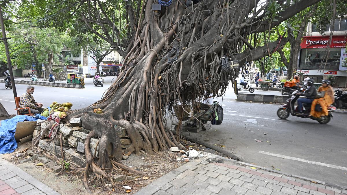 Getting to the root of Bengaluru’s tree-falls
Premium