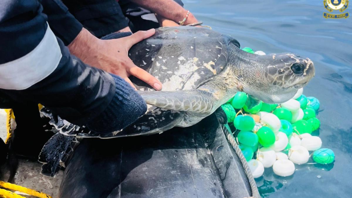Indian Coast Guard personnel rescue four Olive Ridleys caught in fishing net