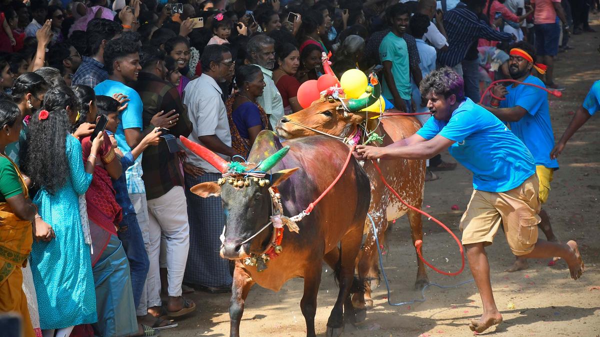 Tourists, locals flock to village near Auroville for taste Manju Virattu