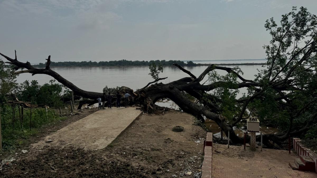 Village mourns the death of century-old tree on the bank of Akhanda Godavari 