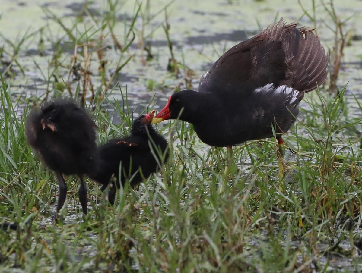 A common moorhen (Gallinula chloropus) allopreens its young one at Indira Priyadarshini Nagar in Perumbakkam on July 25, 2025. 