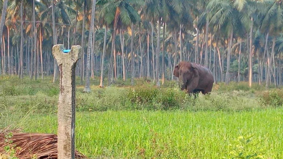 Wild elephant enters human habitation near Pollachi, triggers panic