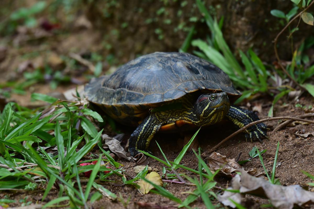 Alien invasion of a different kind: How exotic pets are threatening ...