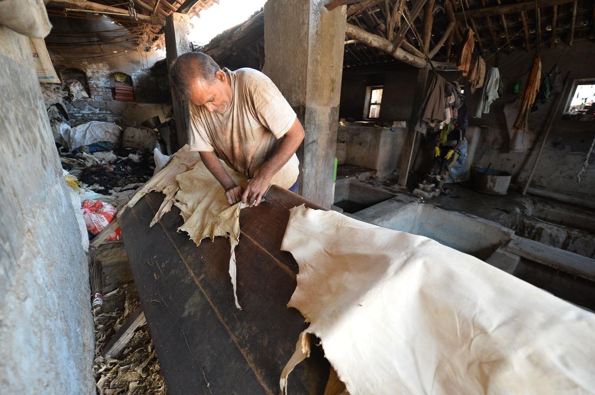 A worker processing livestock skin in Rajkot, Gujarat.