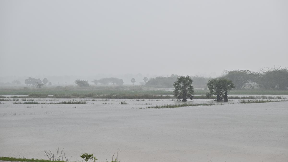 Tamil Nadu govt. to provide  compensation of ₹20,000 per  hectare for crop damage in October rain, says Revenue  Minister