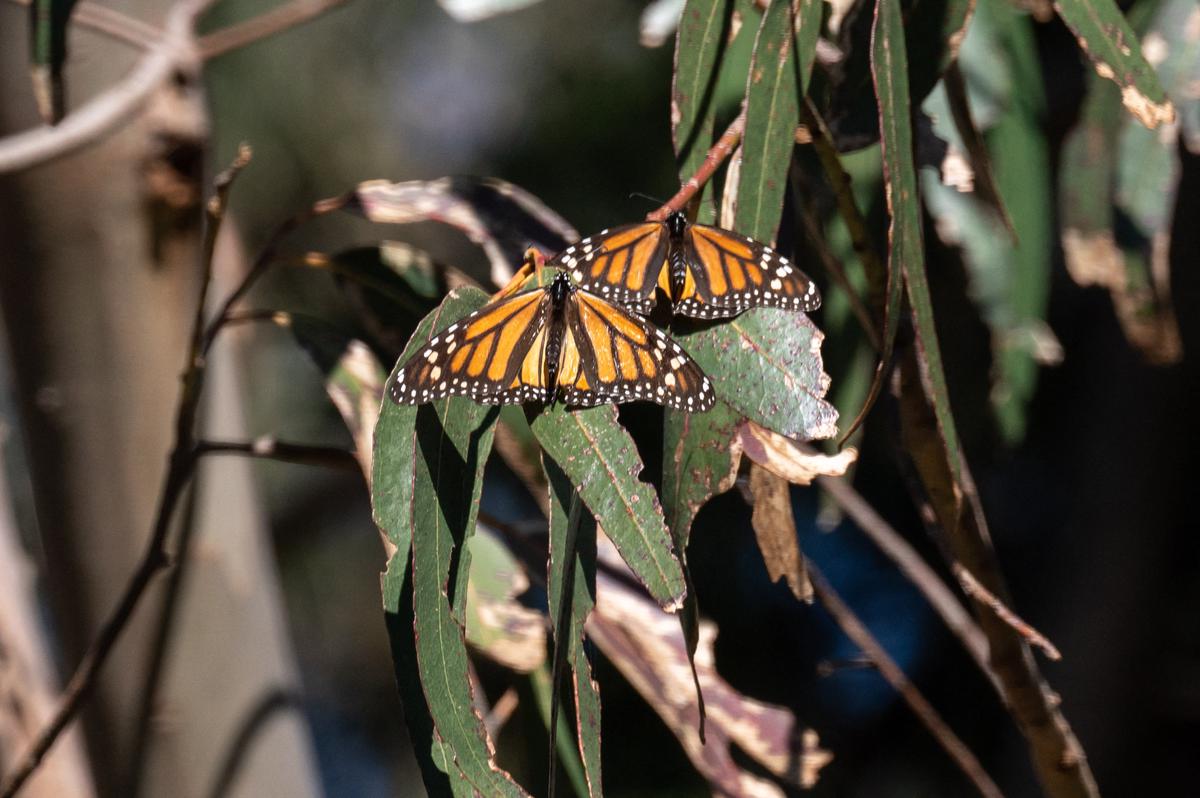 Endangered monarch butterflies face perilous storm along