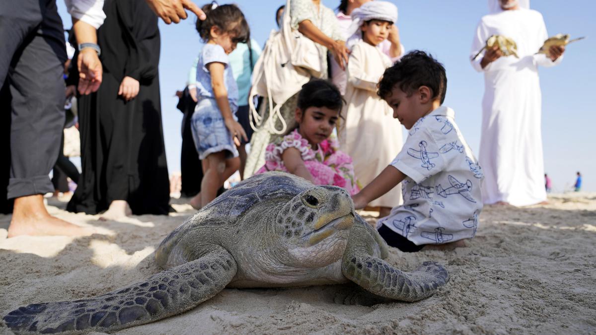 In United Arab Emirates, struggling sea turtles get a helping hand