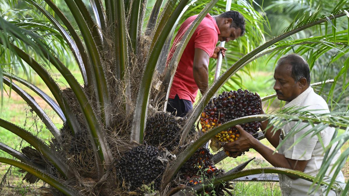 https://th-i.thgim.com/public/incoming/s8u50z/article69688579.ece/alternates/LANDSCAPE_1200/12062025_oil%20palm%20cultivation%2010.jpg
