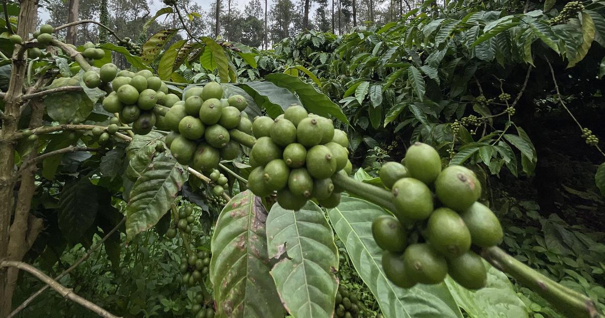 Karnataka coffee growers welcome Modi's praise, seek action on long-pending  challenges - The Hindu