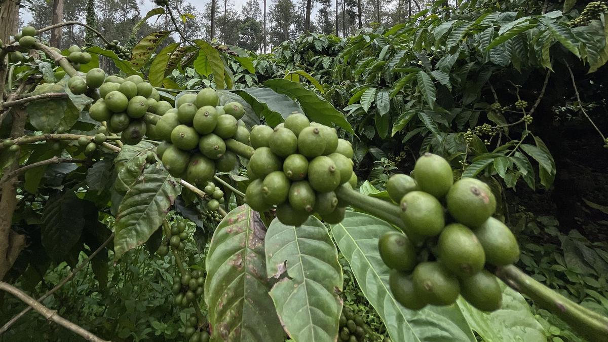 Karnataka coffee growers welcome Modi’s praise, seek action on long-pending challenges