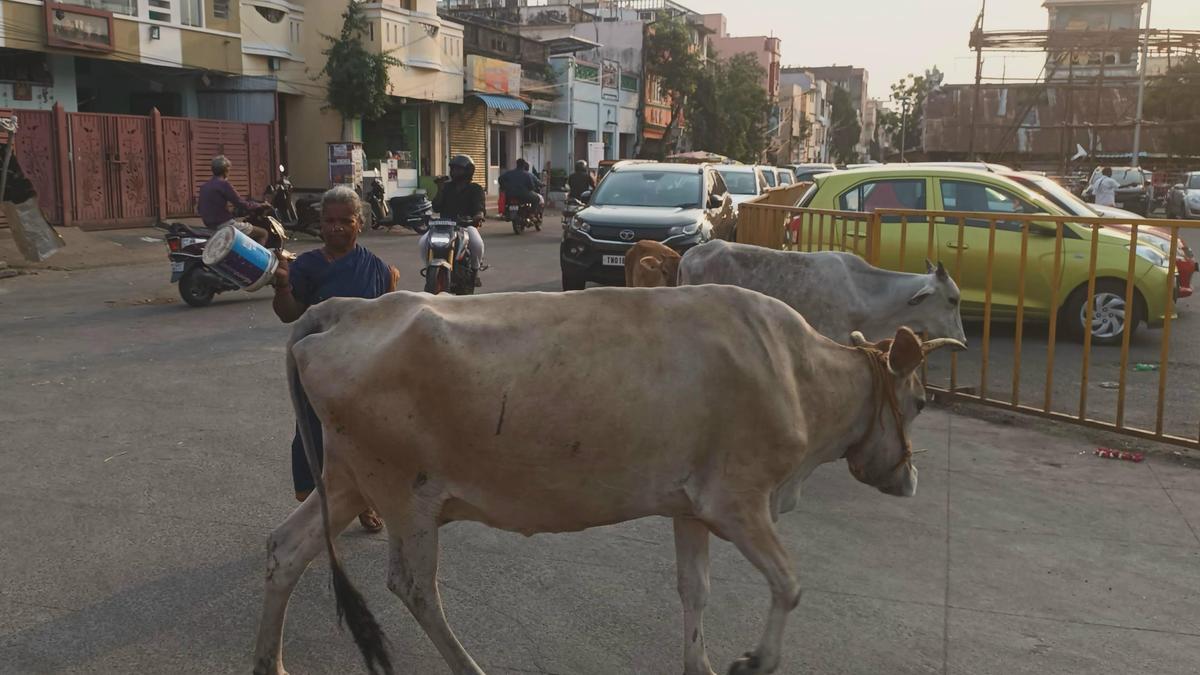 Councillors complain about stray cattle in the city, want GCC to expedite work on sheds